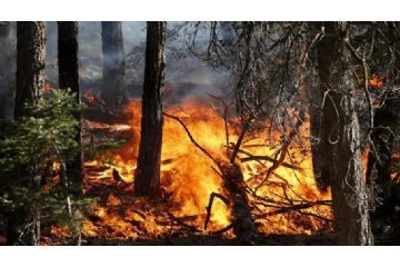 Dichiarazione stato di massima pericolosità per gli incendi boschivi su tutto il territorio regionale del Piemonte 
